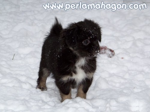 �t���tka tibe���k�