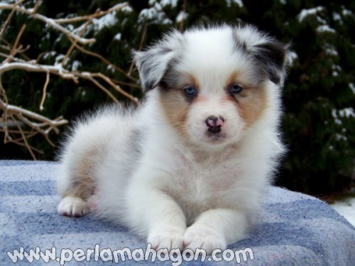 �t���tka austral��k�