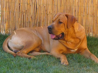 �t��ata Tosa Inu