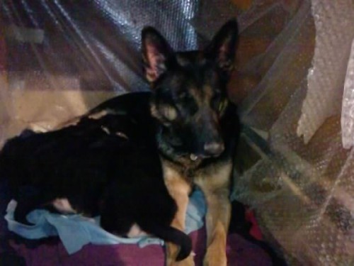 Kr�sn� �t��ata NO