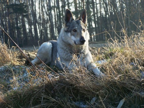 �eskoslovensk� vl��k