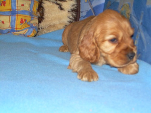 Zlat� anglick� kokr�pan�l bez pp