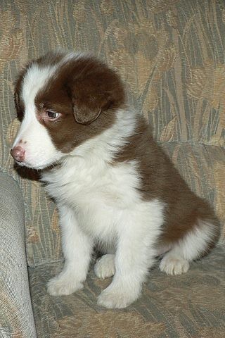 BORDER KOLIE S PP posledn� �t�n�