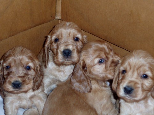 Zlat� �t���tka