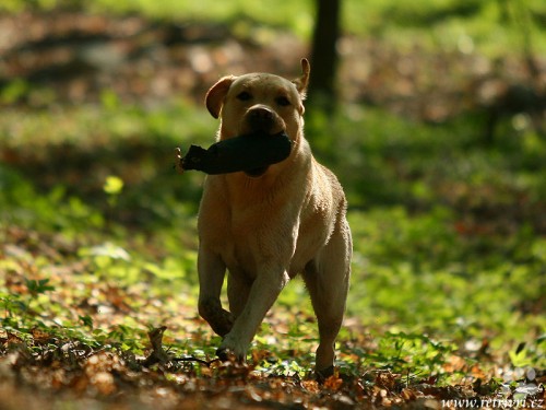 V�cvik retr�vr� Brno