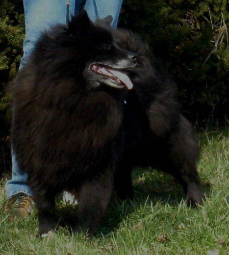 Velk� �ern� �pic - �t��ata s PP - rarita