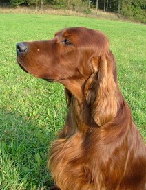 Irsk� setr - �t��ata