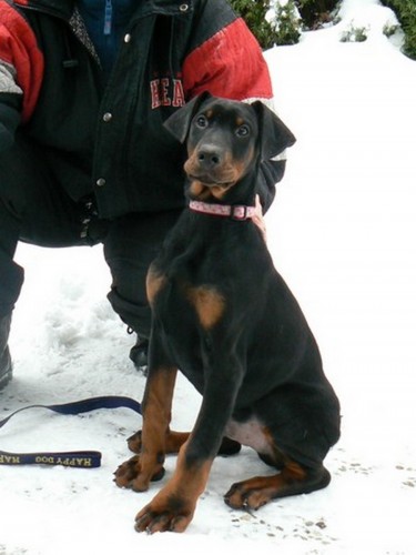 Dobrman - �t��ata