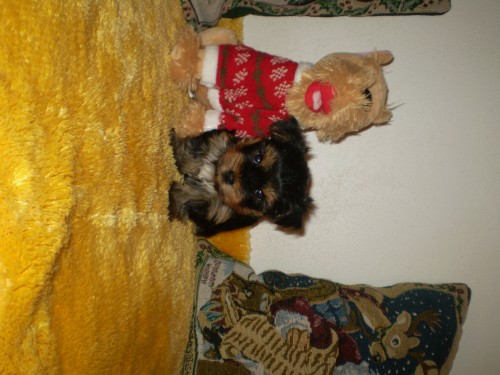 york��rsk� terier