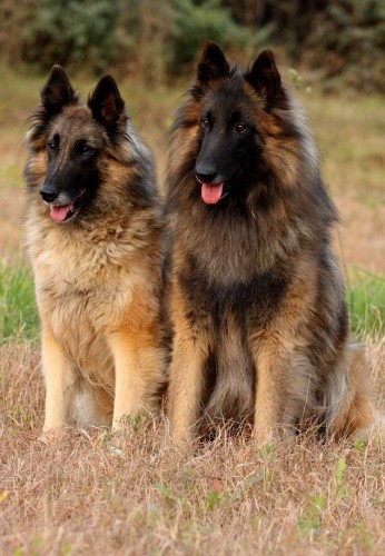 Belgick� ov��k - Tervueren