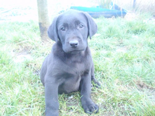 prod�m �t�n� labradora