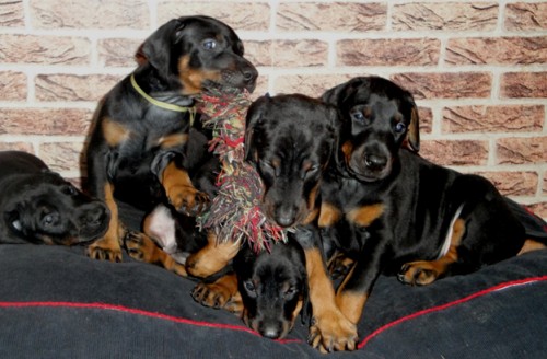 �t��ata pro sport i v�stavy ze zahrani�n�ho kryt�