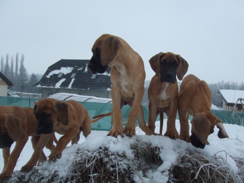 Prod�m �t���tka n�meck� dogy s PP