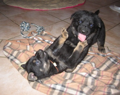 �t��ata NO s PP 