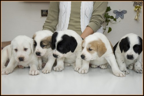 St�edoasijsk� pasteveck� pes