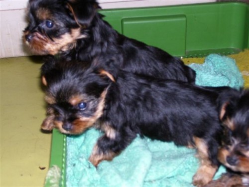 Jork��rsk� teri�r - �t��ata bez pp