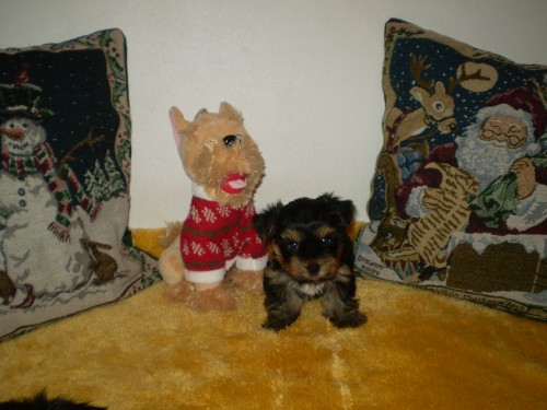 york��rsk� terier