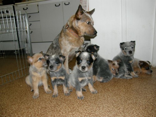 Australsk� hon�ck� pes