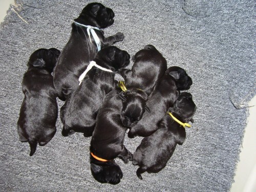 Kn�ra� mal� �ern�