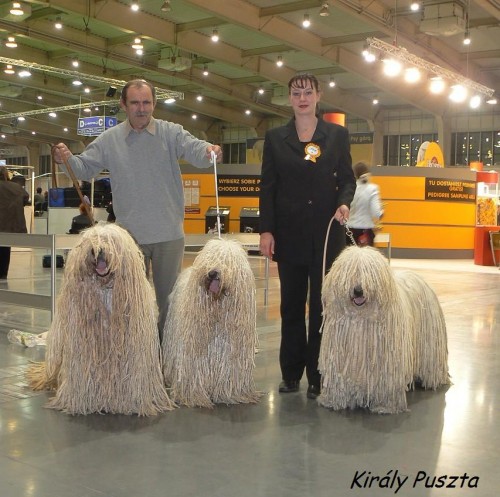 Komondor-�t��ata s PP