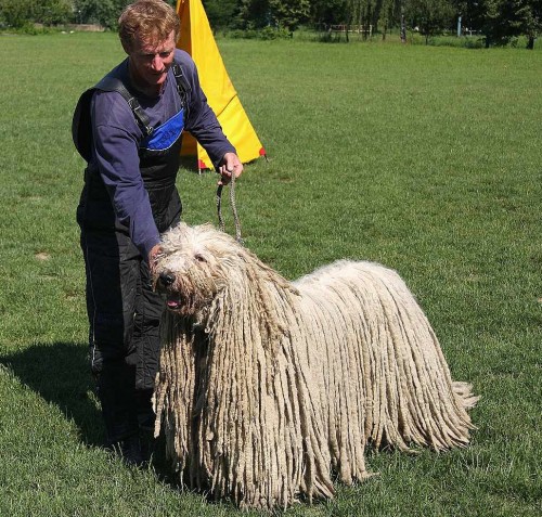 Komondor-�t��ata s PP