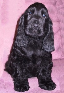 �ern� pejsek s PP