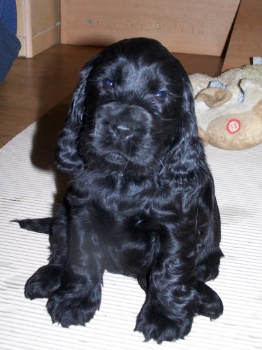 ANGLICK� KOKR�PAN�L