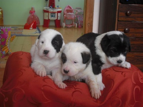 st�edoasijsk� pasteveck� pes