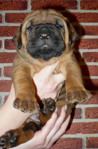 Tosa Inu - �t���tka s PP