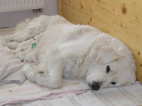 Slovensk� �uva� s PP