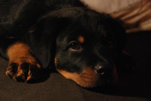 Prod�m kr�sn� �t��ata rotvajlera s PP