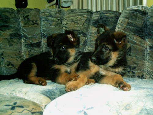 kr�sn� �t���tka n�meck�ho ov��ka