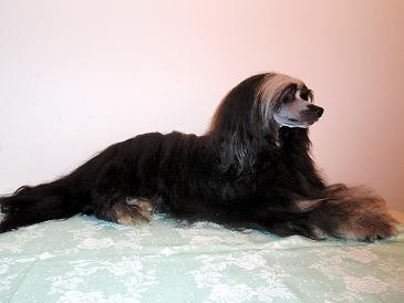 ��nsk� chocholat� pes Powder Puff