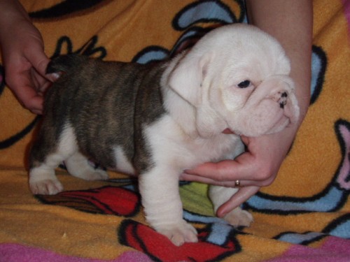 anglick� buldok s pp