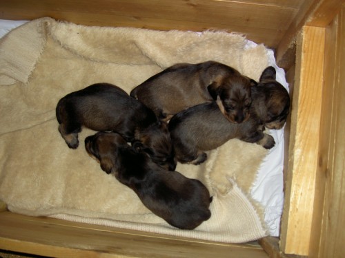 Jezev��k drsnosrst� trpasli��