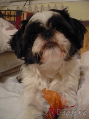 Hled�m nev�stu pro SHIH-TZU pejska