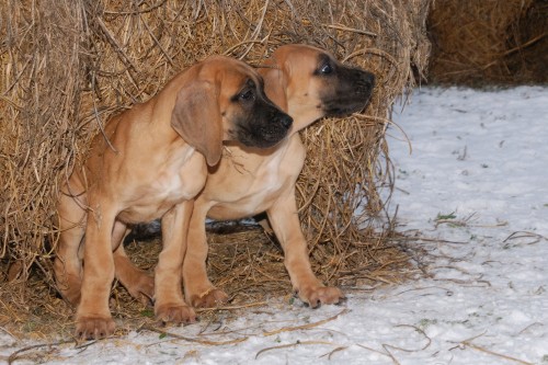 Prod�m 2 fenky n�meck� dogy s PP