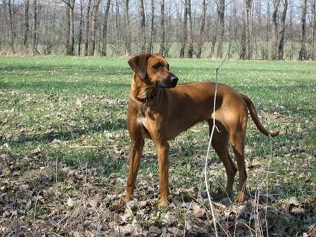 Rhod�sk� ridgeback - �t��ata s PP