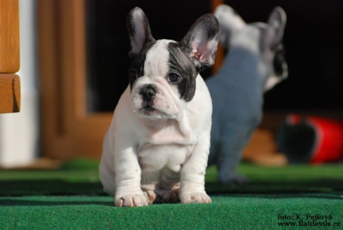 Francouzsk� buldo�ek - �t���tka s PP, ihned k odb�ru