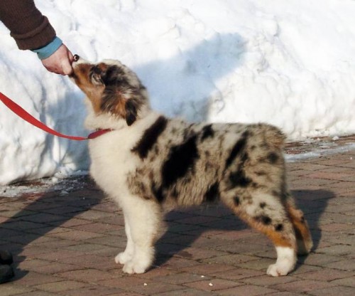 Australsk� ov��k