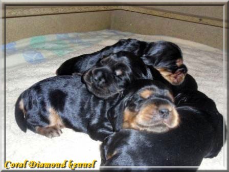 Anglick� kokr�pan�l