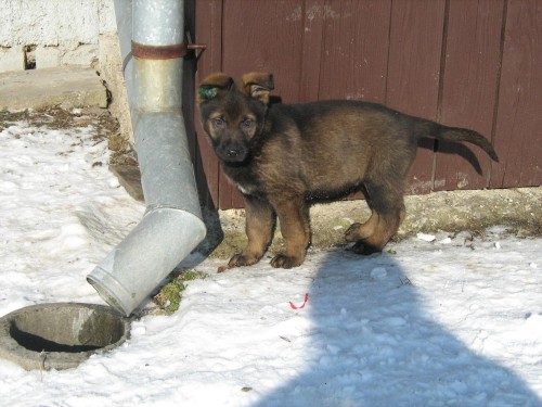 N�meck� ov��k - �t�n� s PP