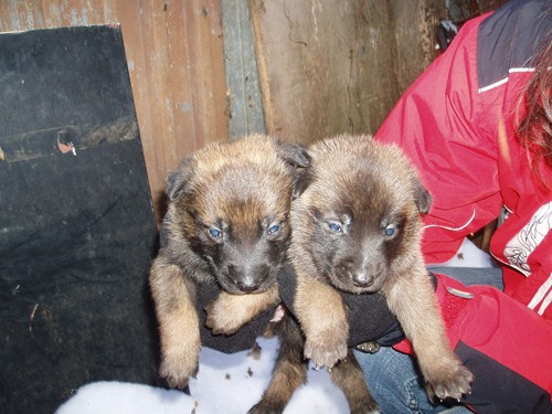 �t�n�tka BOM s PP