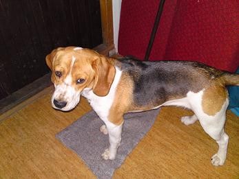 Ztratil se V�m pes? Na�li jste psa? Chcete si po��dit b�gla i bez PP? 