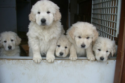 Slovensk� �uva� 