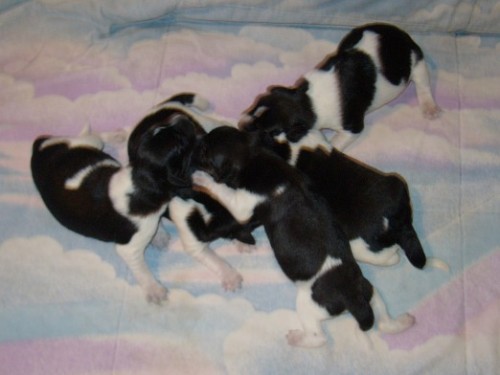 Kvalitn� �t���tka �SP s PP