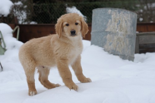 hovawart - nad�jn� �t��atka ihned k odb�ru