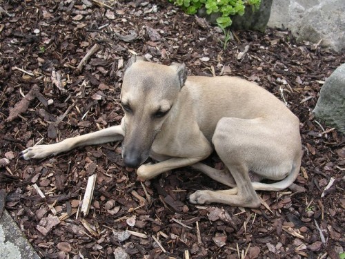 Nab�z�m pejska it.chrt�ka ke kryt�