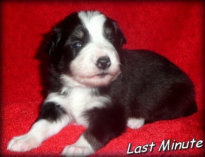 �t�n�tka border kolie