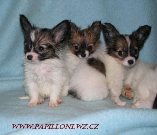 papillon, mot�lek , papilon